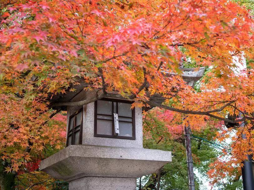 日本红叶(枫叶)季观赏攻略,及赏枫酒店推荐,解锁秋天的正确打开方式! 日本红叶(枫叶)季观赏攻略,及赏枫酒店推荐,解锁秋天的正确打开方式!