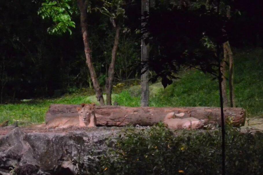 新加坡旅游攻略:玩透新加坡,亲子游超贴心呕血攻略! 新加坡旅游攻略:玩透新加坡,亲子游超贴心呕血攻略!