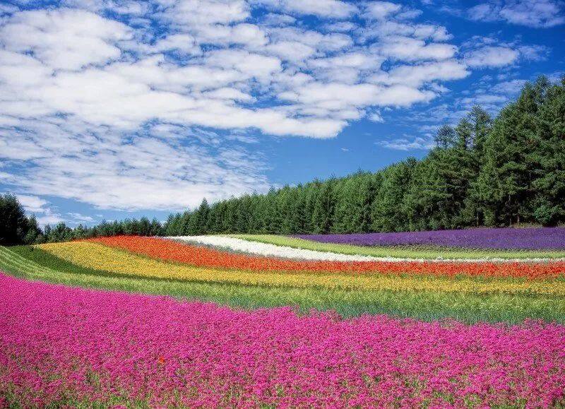 北海道吃喝玩乐住宿攻略,满足你对浪漫的所有幻想 北海道吃喝玩乐住宿攻略,满足你对浪漫的所有幻想