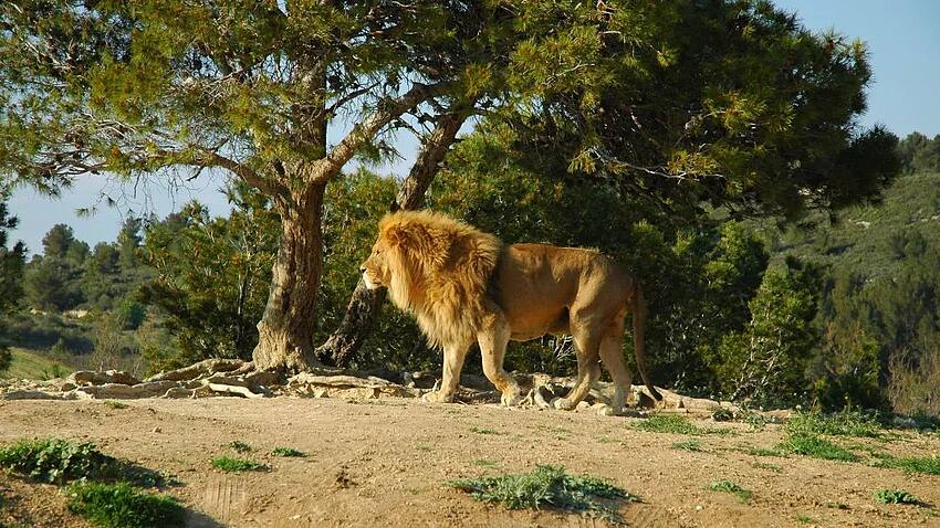 东非动物大迁徙旅行攻略及营地酒店推荐，看真人版狮子王