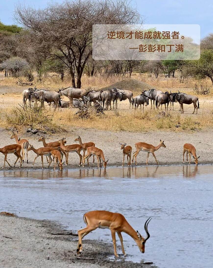 东非动物大迁徙旅行攻略及营地酒店推荐,看真人版狮子王 东非动物大迁徙旅行攻略及营地酒店推荐,看真人版狮子王
