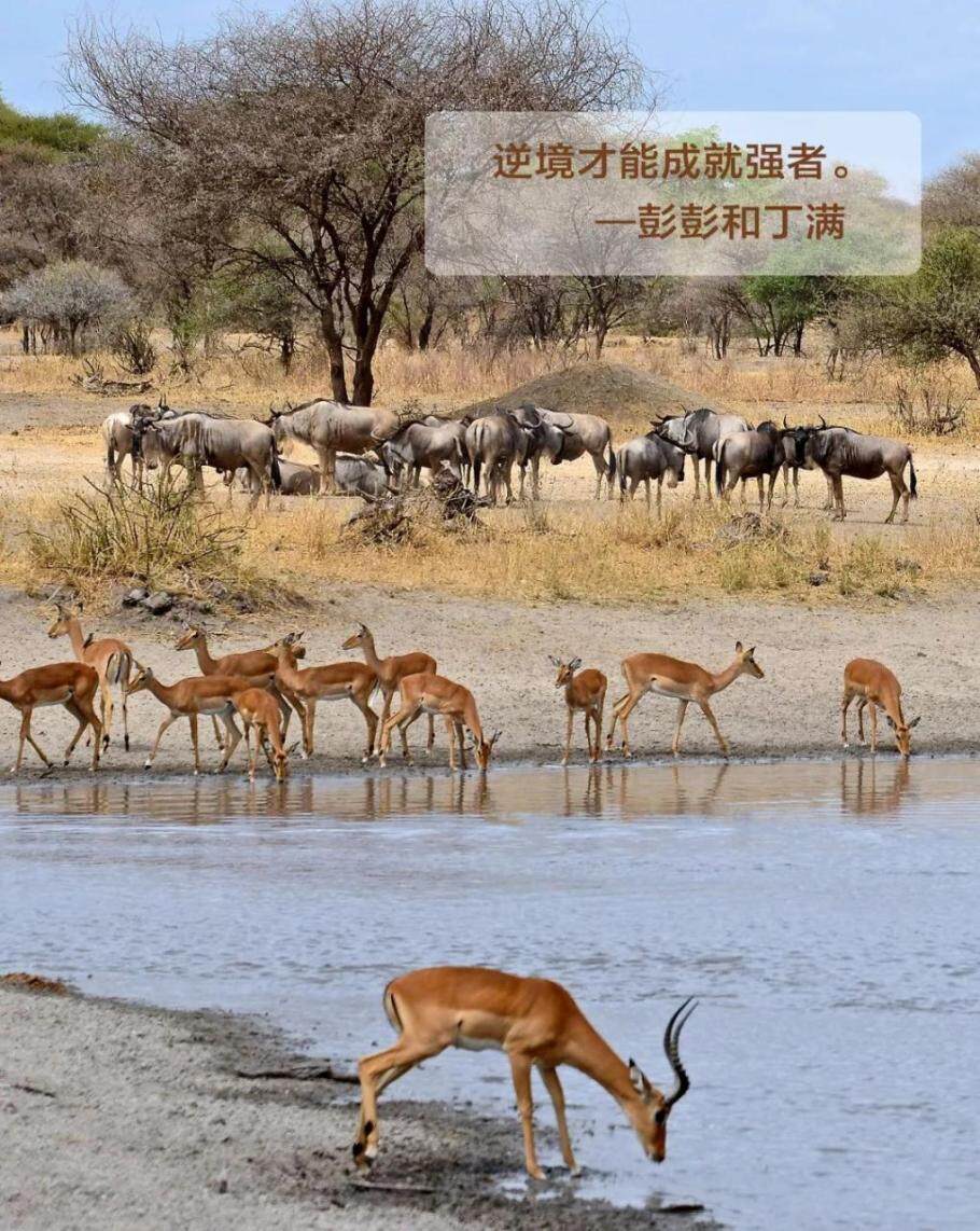 东非动物大迁徙旅行攻略及营地酒店推荐,看真人版狮子王 东非动物大迁徙旅行攻略及营地酒店推荐,看真人版狮子王