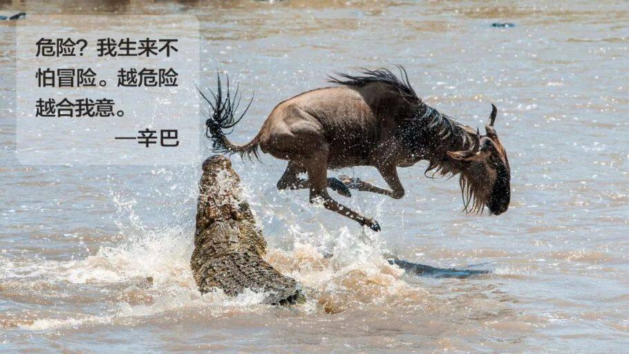 东非动物大迁徙旅行攻略及营地酒店推荐,看真人版狮子王 东非动物大迁徙旅行攻略及营地酒店推荐,看真人版狮子王